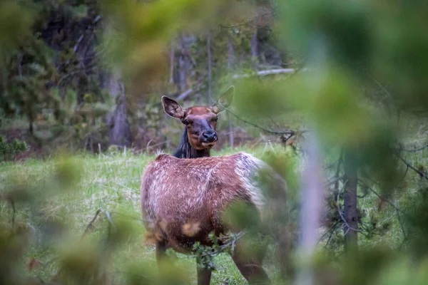 Baby Elk Yellowstone National Park Wyoming — Stock Photo, Image