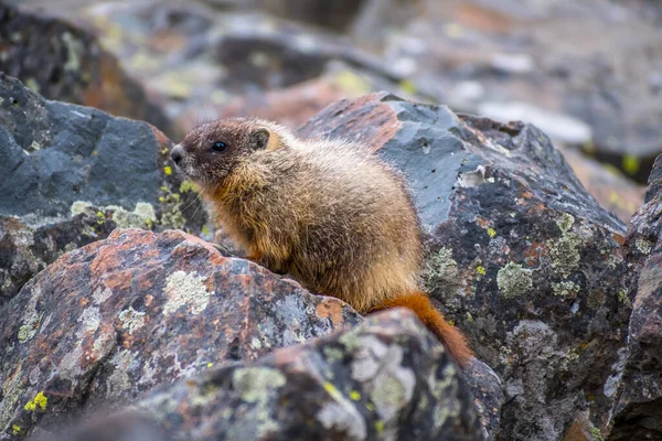 Une Marmotte Ventre Jaune Dans Parc National Yellowstone Wyoming — Photo