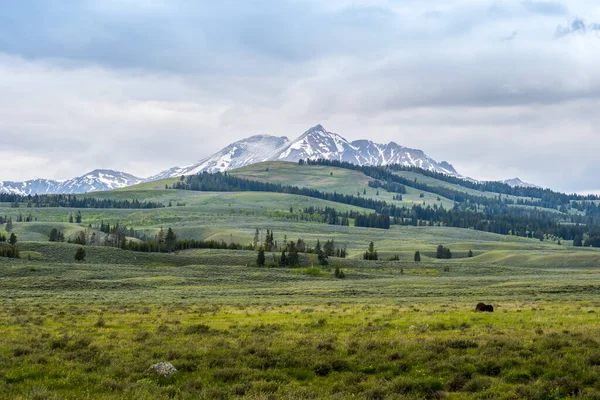 Gyönyörű Kilátás Nyílik Természet Yellowstone Nemzeti Park Wyoming — Stock Fotó