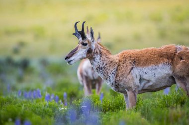 Yellowstone Ulusal Parkı, Wyoming 'deki Pronghorn arazisinde.
