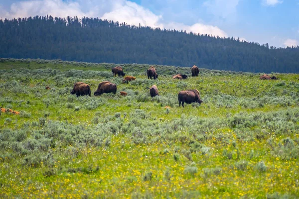 Bisonte Americano Campo Del Parque Nacional Yellowstone Wyoming — Foto de Stock