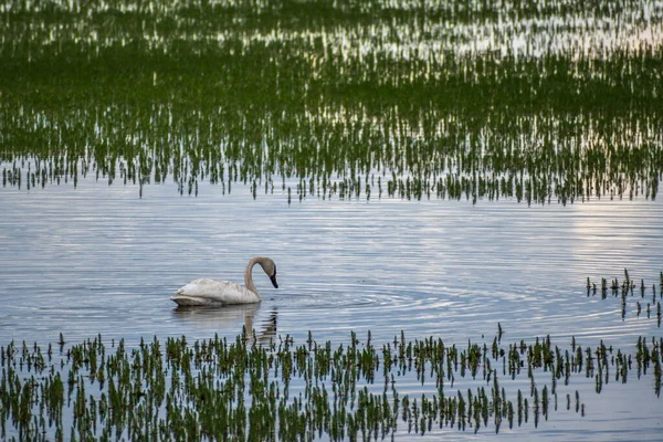 Белый Трумпетер Суан Йеллоустонском Национальном Парке Штат Вайоминг — стоковое фото