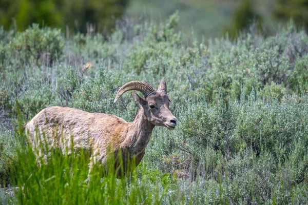 Een Vrouwelijke Bighorn Sheep Het Veld Van Yellowstone National Park — Stockfoto