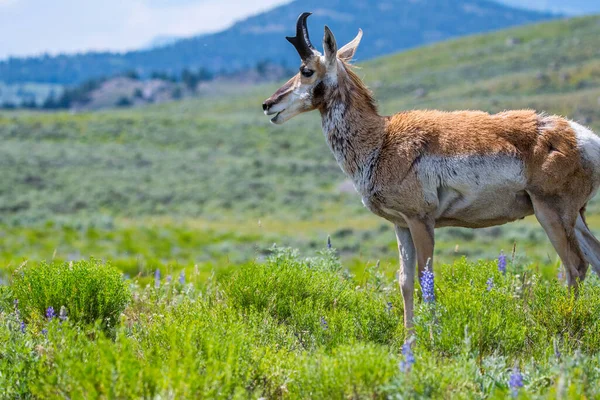 Pronghorn Στο Πεδίο Του Yellowstone National Park Γουαϊόμινγκ — Φωτογραφία Αρχείου