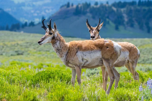 Pronghorn Στο Πεδίο Του Yellowstone National Park Γουαϊόμινγκ — Φωτογραφία Αρχείου