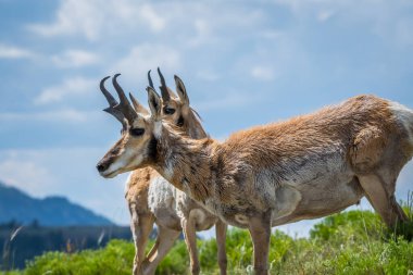 Yellowstone Ulusal Parkı, Wyoming 'deki Pronghorn arazisinde.