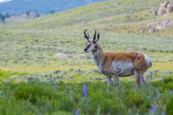 Pronghorn Het Gebied Van Yellowstone National Park Wyoming — Stockfoto