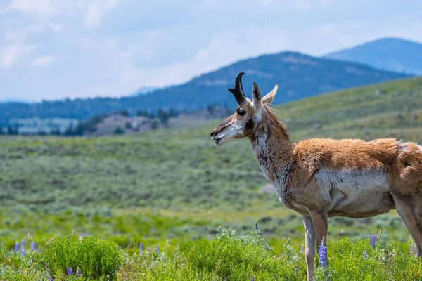 Pronghorn Yellowstone National Park Wyoming — Stockfoto