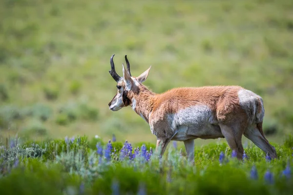 Pronghorn Yellowstone National Park Wyoming — Stockfoto