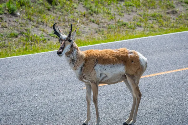 Pronghorn Field Yellowstone National Park Wyoming — Stock Photo, Image