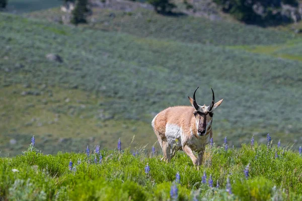 Pronghorn Yellowstone National Park Wyoming — Stockfoto