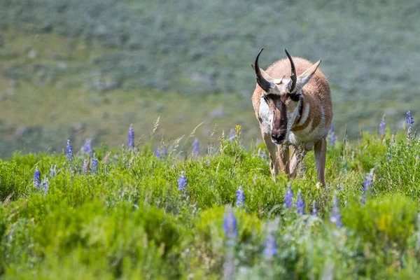 Pronghorn Yellowstone National Park Wyoming — Stockfoto