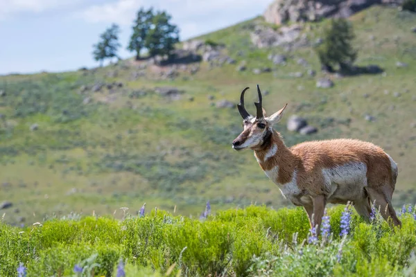 Pronghorn Yellowstone National Park Wyoming — Stockfoto