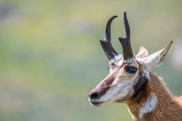 Pronghorn Polu Parku Narodowego Yellowstone Wyoming — Zdjęcie stockowe