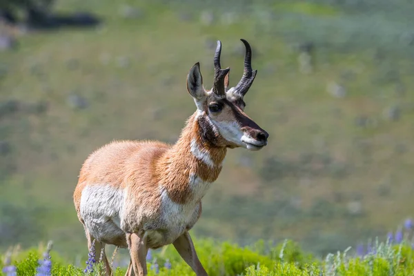 Pronghorn Nel Campo Del Parco Nazionale Yellowstone Wyoming — Foto Stock