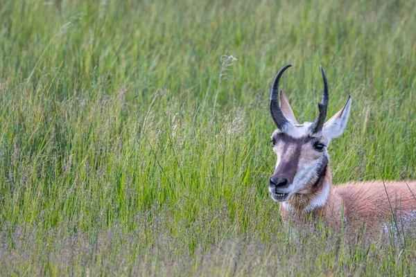 Pronghorn Området För Yellowstone National Park Wyoming — Stockfoto