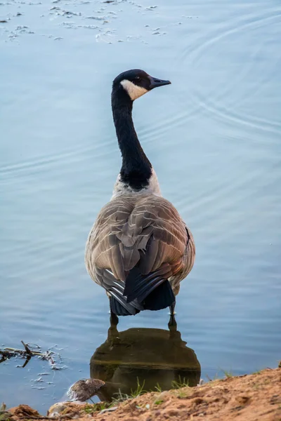Καναδάς Goose Στο Κολοράντο Σπρινγκς Κολοράντο — Φωτογραφία Αρχείου