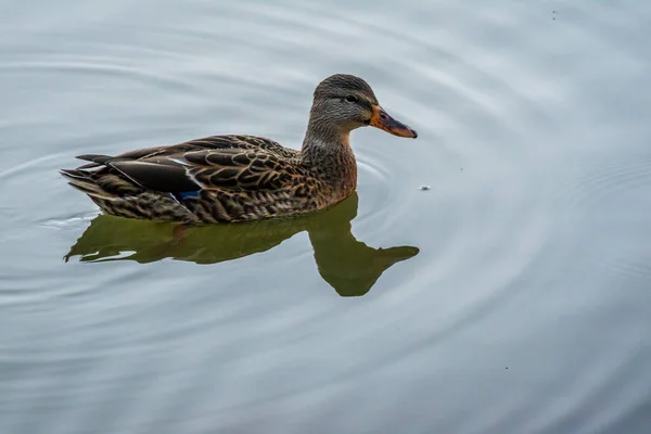 A brown Mallard swimming at Colorado Springs, Colorado