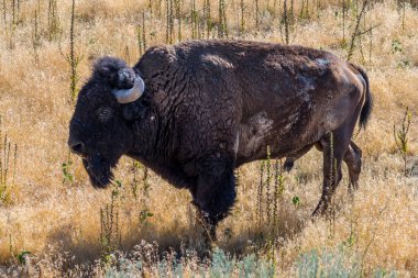Utah 'taki Antilop Adası Eyalet Parkı' nda Amerikan Bizonu