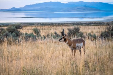Pronghorn in the field of Antelope Island State Park, Utah clipart