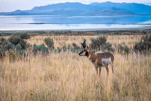 Pronghorn Nel Campo Antelope Island State Park Utah — Foto Stock