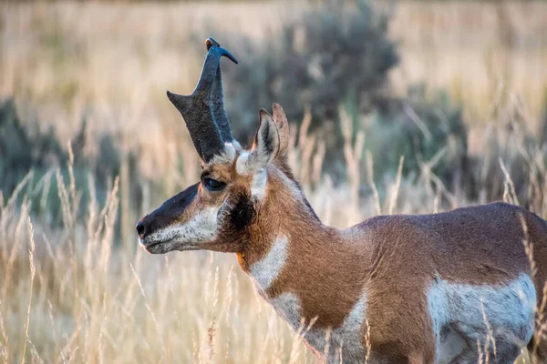 Pronghorn Antelope Island State Park Utah — Stockfoto