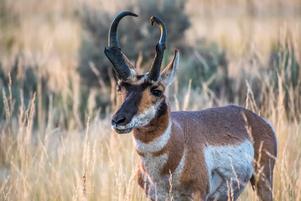 Pronghorn Antelope Island State Park Utah — Stockfoto