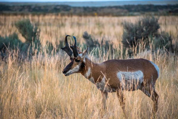 Pronghorn Antelope Island State Park Utah — Stockfoto