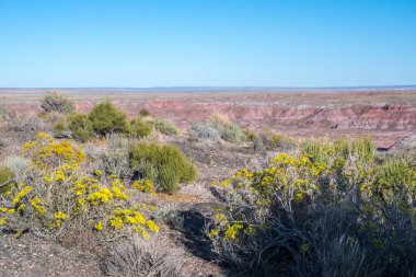 Arizona 'daki Petrified Forest Ulusal Parkı' ndaki Rim Trail.