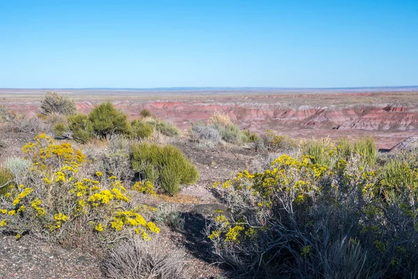 Arizona 'daki Petrified Forest Ulusal Parkı' ndaki Rim Trail.