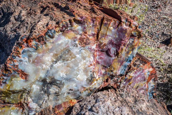 Петрифицированный Бревно Petrified Forest National Park Аризона — стоковое фото
