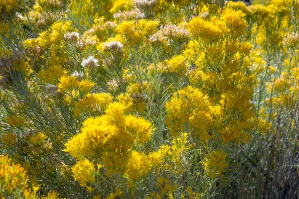 Campo Con Fiori Campo Colorati Nel Parco Nazionale Della Foresta — Foto Stock