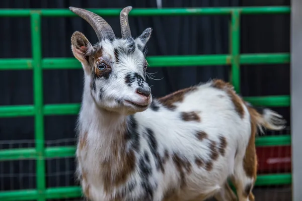 White Black Spotted Goat Phoenix Arizona — Stock Photo, Image