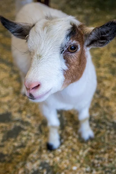 Une Biche Blanche Brune Phoenix Arizona — Photo