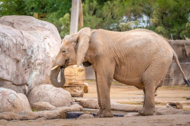 Reid Park Hayvanat Bahçesi 'nde gezinen büyük bir kara hayvanı.