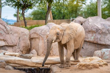 Reid Park Hayvanat Bahçesi 'nde gezinen büyük bir kara hayvanı.