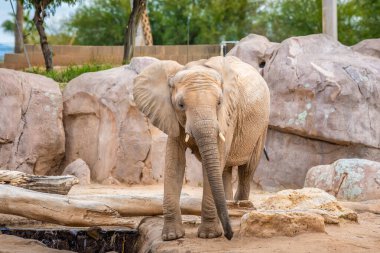 Reid Park Hayvanat Bahçesi 'nde gezinen büyük bir kara hayvanı.
