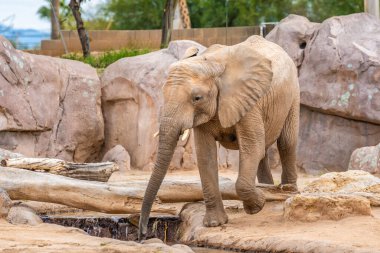 Reid Park Hayvanat Bahçesi 'nde gezinen büyük bir kara hayvanı.