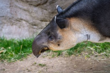 Reid Park Hayvanat Bahçesi 'nde dolaşan Orta Amerika Tapir' i.