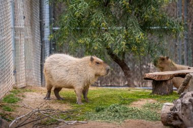 Reid Park Hayvanat Bahçesi 'nde dolaşan yaşayan en büyük kemirgen.