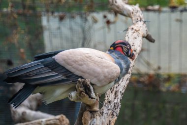 Reid Park Hayvanat Bahçesi 'ndeki bir dalın tepesinde oturan ağırlıklı olarak beyaz bir kuş.