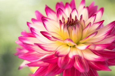 Giorginia, kwiat, wiosna, lato