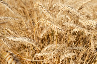 Polonyalı, üst tabaka, üst tabaka, 