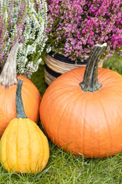 Jesienne Dekacje w ogrodzie. 