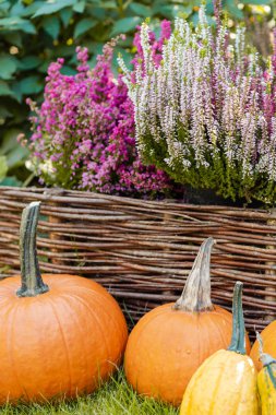 Jesienne Dekacje w ogrodzie. 
