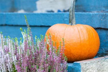 Jesienne Dekacje w ogrodzie. 