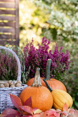 Jesienne Dekacje w ogrodzie. 