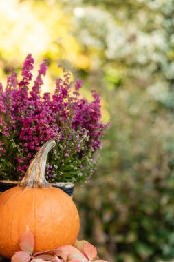 Jesienne Dekacje w ogrodzie. 