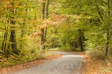 Orman, sonbahar, Doğa, ağaçlar.