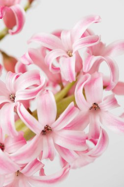 Pembe sümbül. Bahar. Paskalya.